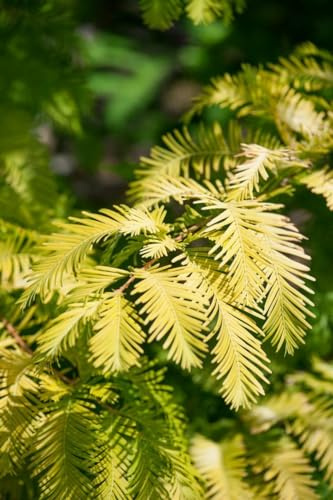 Metasequoia glyptostroboides 'Matthaie' 80 cm Stammhöhe – Winterhart, Mehrjährig, Pflegeleicht – Urweltmammutbaum – Zierbaum für Garten & Park
