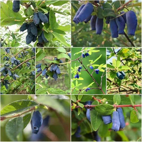 Semi di arantano siberiano Semi biologici per in espaldera arantano siberiano giardino balcone resistenti 35pcs