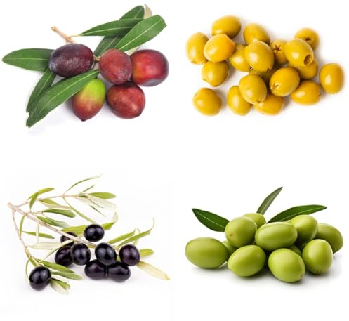 semillas de olivo resistentes, al invierno para el balcón, olea europaea, zapote, resistentes en Decoración 10pcs