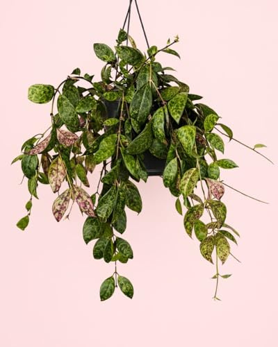 PUR PLANT Aeschynanthus Marmoratus | Planta Pintalabios Colgante Natural | Planta de Interior Decorativa | Maceta De Ø15 cm