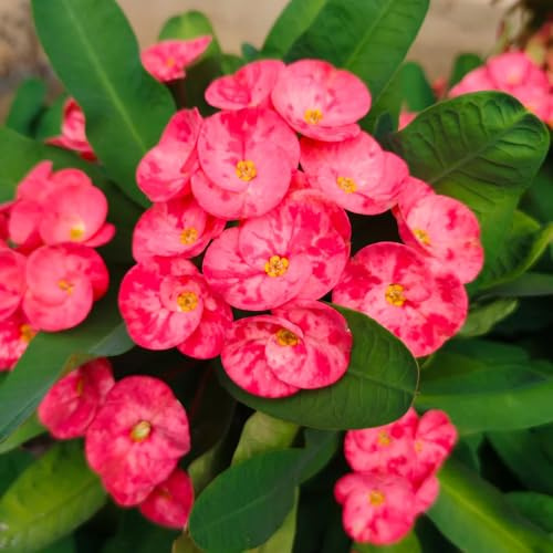 christusdorn zimmerpflanze zierblumen für sonnige plätze seltene zimmerpflanzen topfpflanzen draußen winterhart hochbeet wohnzimmer deko gartenblumen balkonpflanzen 850samen