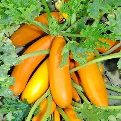 Buy4seeds 10 Seeds Courgette F1 Atena Polka Golden Yellow Zucchini Useful Easy for Grow Garden