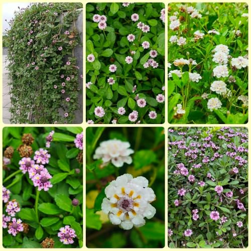 Semillas de Phyla nodiflora, semillas de verbena de alfombra, resistentes para el jardín de balcón 300pcs