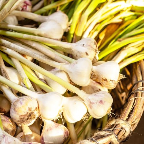 pflanzknoblauch gemüsepflanzen büropflanzen gemüsesaat kübelpflanzen winterhart mehrjährig pflanzenkübel steingartenpflanzen gemüsebeet knoblauch knoblauchsamen kräutergarten küche 300samen