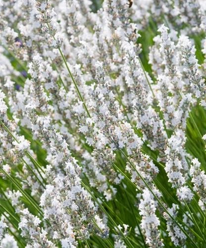 Nouveau frais 100 pcs graines de fleurs de lavande blanche