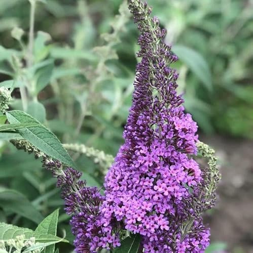 Pianta vera di Buddleja davidii Rêve de Papillon Lavender - Diametro Vaso Ø 24 cm