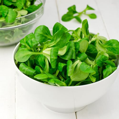 Semi di valeriana - re lattuga esotiche per luoghi soleggiati verdi resistenti per il giardino e perenni giardino di vecchie varietà 800pcs
