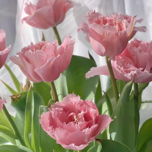 20zwiebeln tulpen exotische, blumenzwiebeln tulpen, winterharte kübelpflanzen gartenpflanzen winterhart