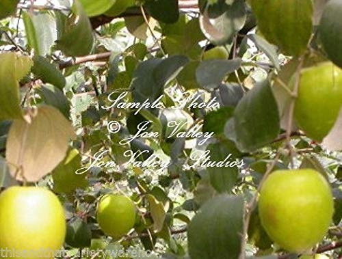 Portal Cool 12 Seeds: Ziziphus Mauritiana indiani giuggiola Albero Bonsai Rare tropicale Evergreen Bonsai