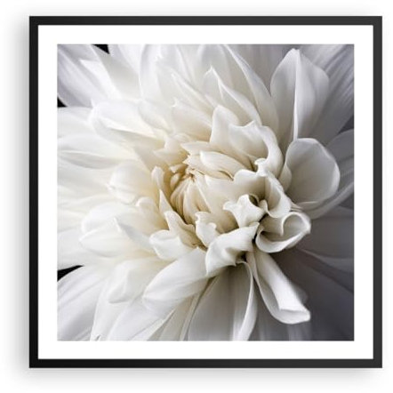 Wandposter Art Prints 60x60cm Poster Schwarzrahmen Blume Dahlie Natur Küche Wanddeko Bild Wand Kunstdruck Deko Wandbilder Dekoration Wohnzimmer Schlafzimmer Modern Wall Art Decor P2BAC60x60-5229
