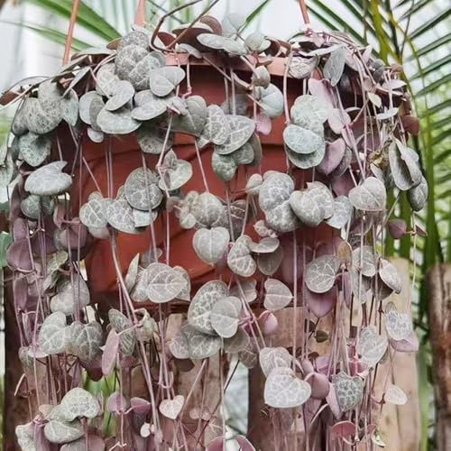 semillas de candelabro, Ceropegia woodii, interior exóticas 180pcs