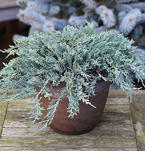Blauer Kriechwacholder 20-25cm - Juniperus horizontalis - lebende Gartenpflanze aus den Baumschulen