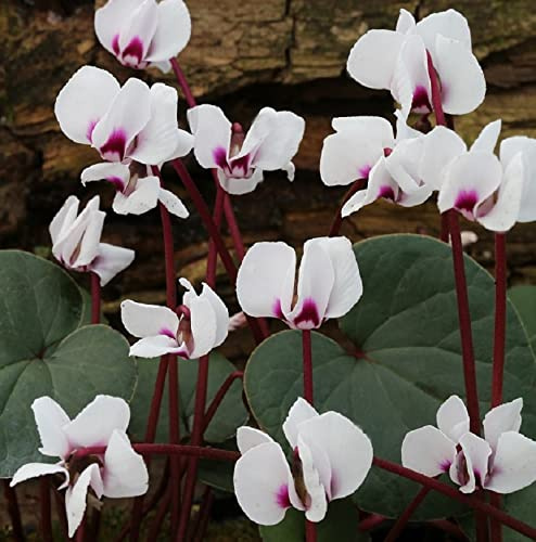 Frühlings Alpenveilchen Silver Leaf Album - Cyclamen coum - lebende Gartenpflanze aus den Baumschulen