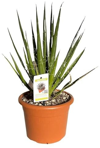 Agave Filifera. Garden Talamonti.