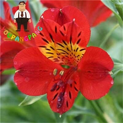 Ponak 100 semi di giglio Alstroemeria per bellissimo giardino rosso