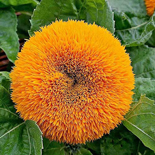 20 Sunflower Teddy Bear Seeds - Helianthus Annuus - 20 Seeds