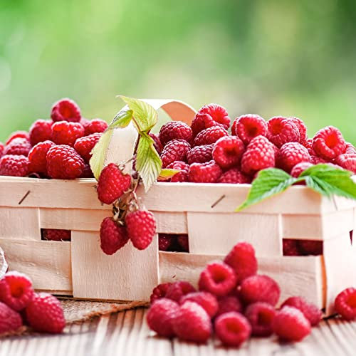 Raspberry Canes Ready to Plant UK 'Autumn Treasure' Autumn Fruiting Rubus idaeus Hardy Shrub Easy to Grow Your Own Garden Fruit Supplied as 6X Canes by Thompson and Morgan (6)