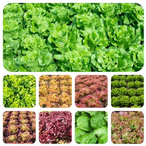 pflücksalat bio - frisches exotische indoor outdoor garten 400samen