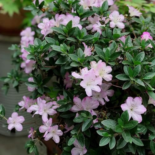 semi di rododendro - perenni resistenti permanenti 300pcs