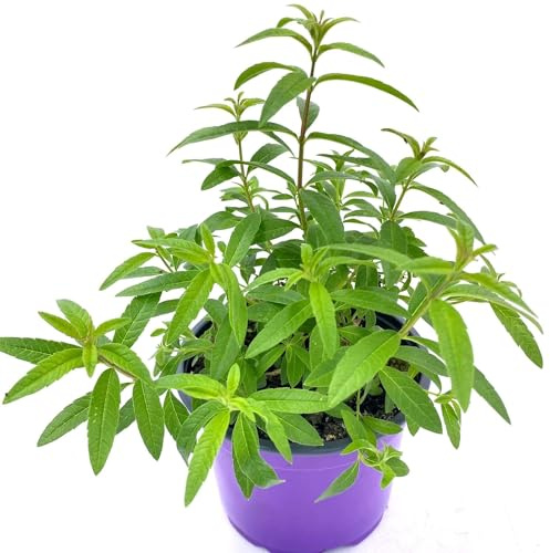 Planta de Aloysia Citrodora (Hierbaluisa): Un Tesoro Natural para tu Bienestar y Salud