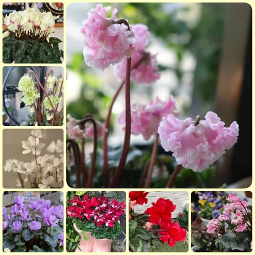 Semi di ciclamino - resistenti per il giardino Ciclamino persico, invernali per esterno semi di d'appartamento autunnali resistenti 100pcs