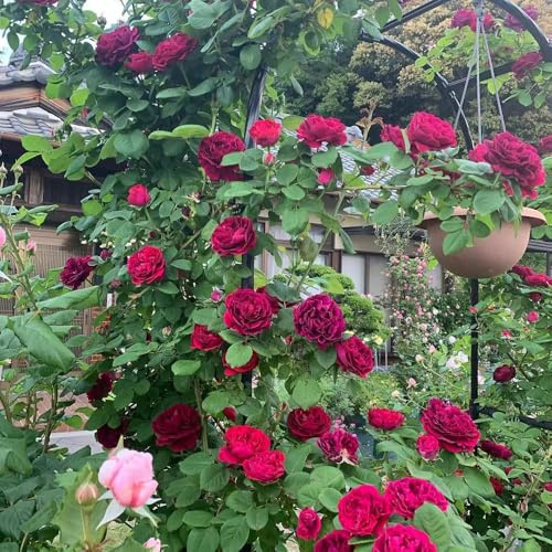 semillas de rosal - resistentes para jardín, resistentes, rosal, jardín, sombra balcón, regalos 50pcs