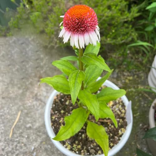 sonnenhut echinacea winterhart duftend dauerblüher 150samen