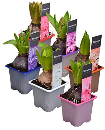 Hyacinthus Orientalis - Pack 6 Unidades - Plantas Vivas - Bulbos de Flores de Jardín