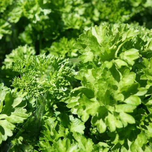 semi di prezzemolo biologici, resistenti all'esterno, balcone 800pcs