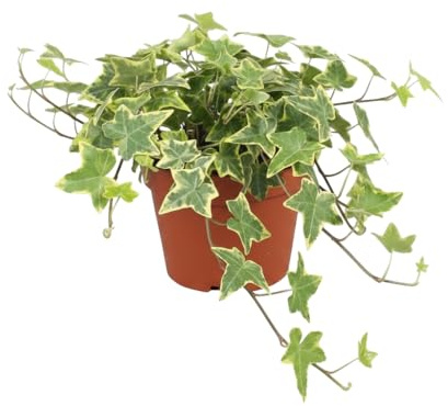 Hedera Helix Goldchild Hiedra dorada de DECOALIVE | Planta Colgante Dorada | Maceta 13 cm Diámetro | Altura 25 cm