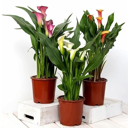 Callas con Flores de Colores - Pack de 3 Plantas Naturales - Zantedeschia - Lirios de Agua