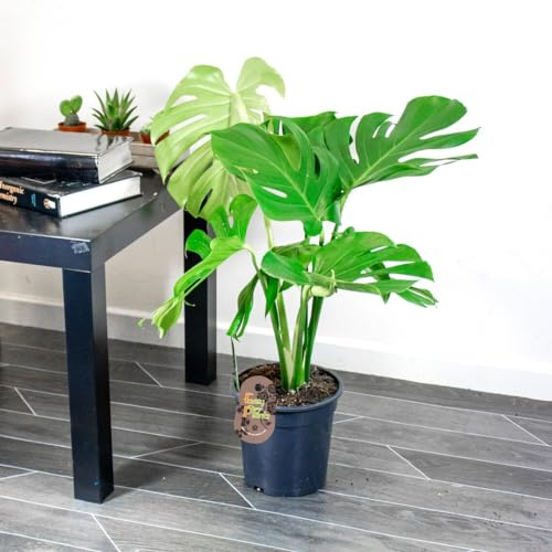 Monstera Natural Embellece tu Hogar con esta Belleza Exótica