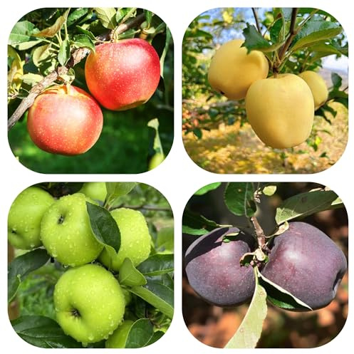 semi di antiche varietà di melo - colonnari in vaso estremamente resistenti interni 300pcs