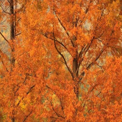 50 semi di albero di metasequoia glyptostroboides arancioni
