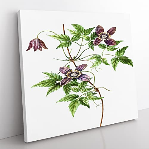 Alpine Clematis Flowers by Pierre Joseph Redoute Vintage Canvas Wall Art Print Ready to Hang, Framed Picture for Living Room Bedroom Home Office Décor, 50x50 cm (20x20 Inch)