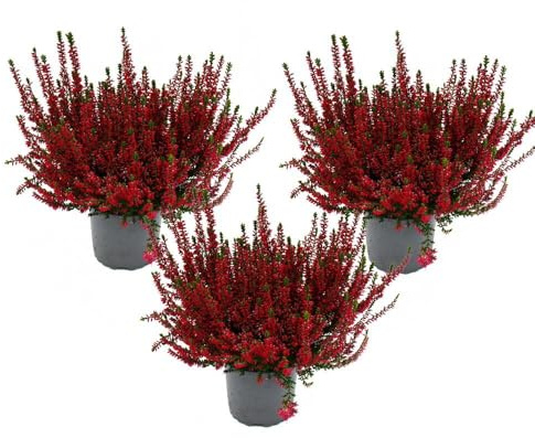 Calluna vulgaris - Set mit 3 Pflanzen - Besenheide - Heidepflanze - winterhart - 11cm Topf - rot