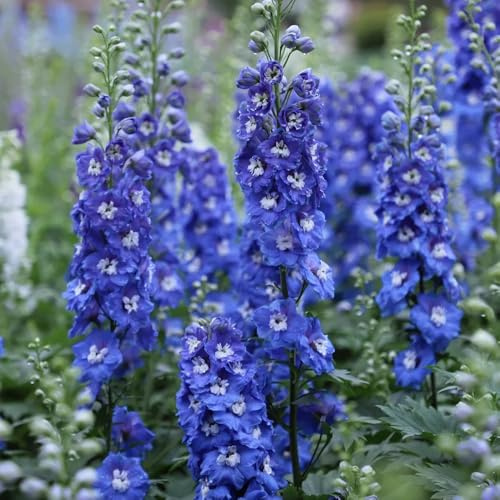 Semi di delphinium - rare Consolida ajacis - da balcone resistenti semi di da appartamento delphinium resistente 600pcs