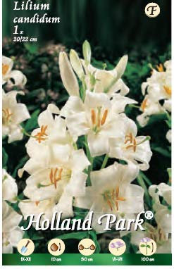 Holland Park bulbi da fiore di molte varietà e colori in sacchetto blister con foto (LILIUM MADONNA CANDIDUM - GIGLIO DI S.ANTONIO 1 bulbo)