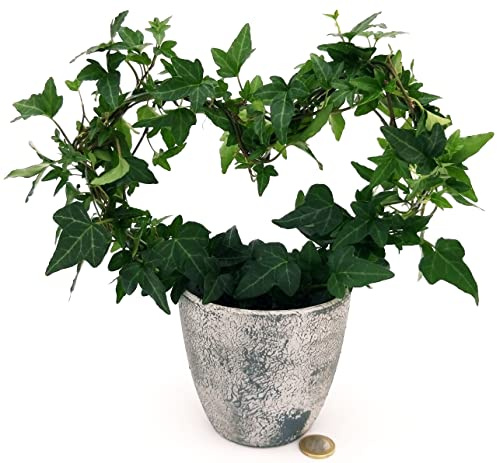 POWERS TO FLOWERS - EDERA VERDE A FORMA DI CUORE IN VASO CERAMICA ANTICATO, Pianta vera