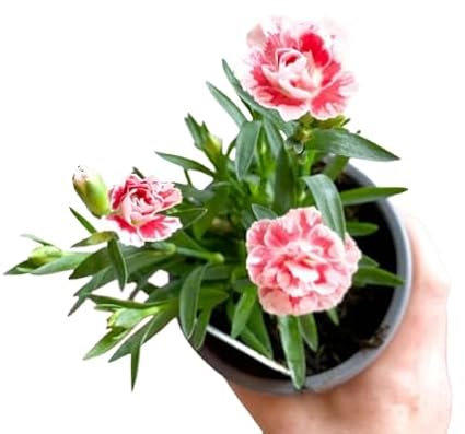 Clavel Dianthus - Planta Natural con Flor, Ideal para Jardines y Balcones