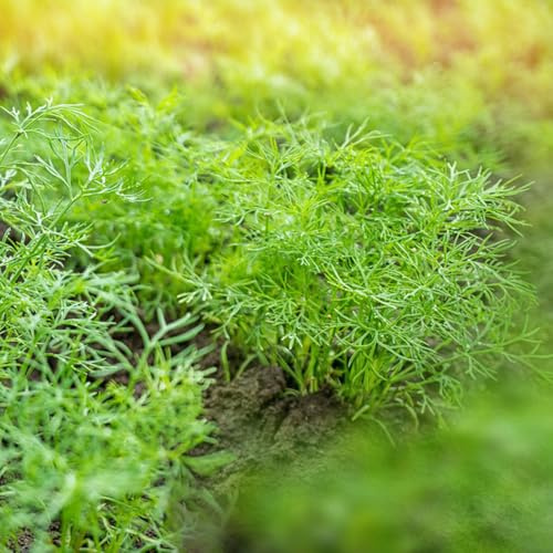 Semi di aneto - per giardinieri resistenti per giardini rocciosi semi di aromatiche da balcone raro resistenti aromatiche da giardino 100pcs