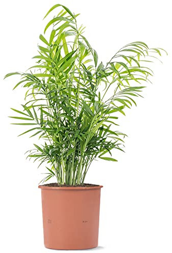 Parlour Palm Evergreen Indoor Houseplant | Tall Air Purifier for Home | Chamaedorea Elegans in Pot | 35-45cm (Incl. Pot)