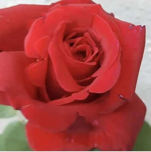 “Camp David “ Hybrid Tea Rose Plant in A 3Lt Pot- Beautiful Red Rose