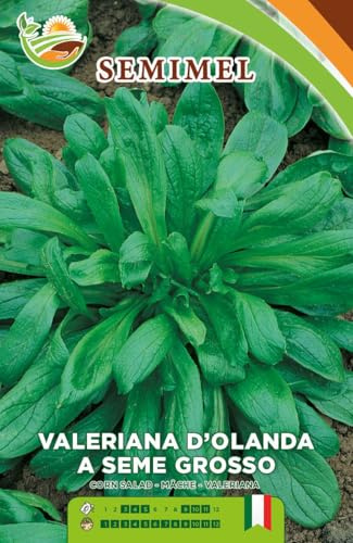 Valeriana d'Olanda a Seme Grosso - Semi di Valeriana Carnosa Verde Scuro, Ciclo Vegetativo Medio-Peecoce, Semina da Marzo a Ottobre 3 confezioni
