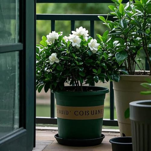 Generic - Semillas de Gardenia Orgánicas - 20 Unidades - Blancas - Planta de Interior y Exterior - Decorativas - Bonsái - Macetas - Sol - Interior