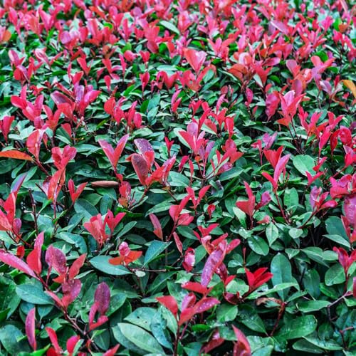 Semi di Photinia Red Robin esotico raro vecchie varietà prodotti sostenibili per i luoghi soleggiati resistenti resistenti per giardini rocciosi siepe, 50pcs