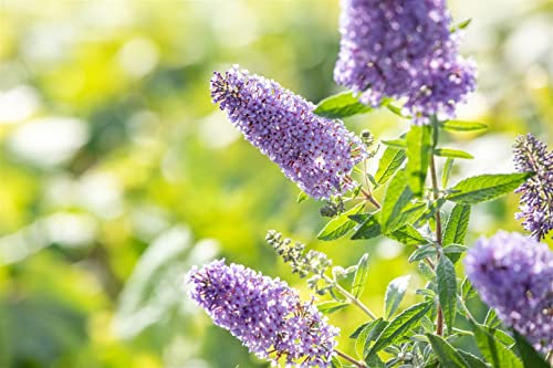 Buddleja 'Buzz Violet' 40-60 cm – Winterhart, Mehrjährig, Pflegeleicht – Schmetterlingsflieder – Zierstrauch für Beet & Kübel