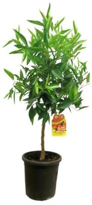 Mandarino Natural Dale Vida y Sabor a tu Exterior - Árbol Cítrico
