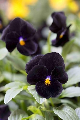 VIOLA CORNUTA BACK TO BLACK NR.50 SEMI