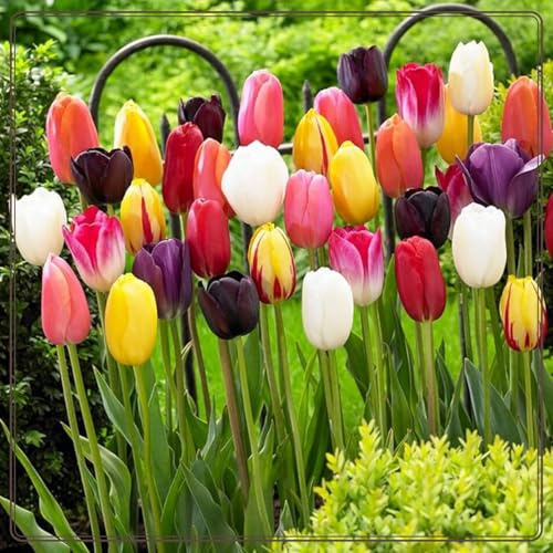 Tulpen mix,Winterharte Mehrjährig,tulpen kaufen,Verschönern die umwelt,Heimdekoration,Gartenschätze,Starke Anpassungsfähigkeit.-5rhizome-H
